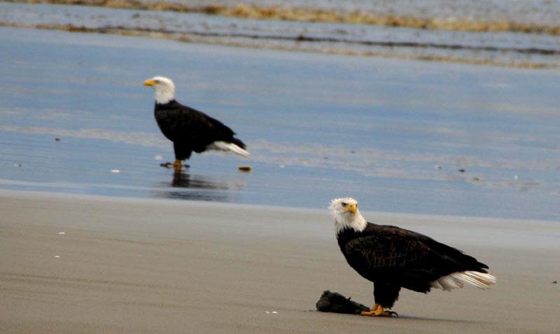 North Oregon Coast Encounter with Bald Eagles: Also How to Spot Them 