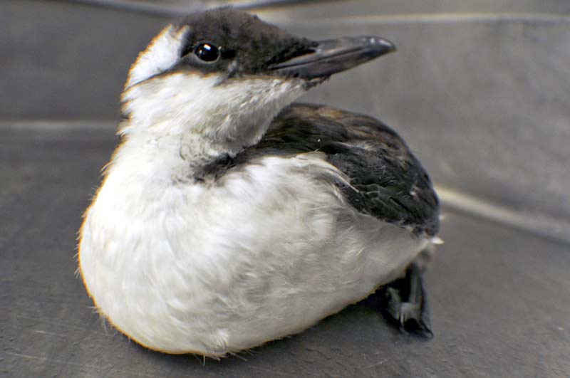 Do Not Pick Up Sick or Dying Common Murres, Say Oregon Coast Biologists