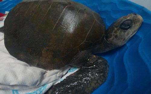 Stranded, Injured Sea Turtle Sent to Recover at Oregon Coast Aquarium