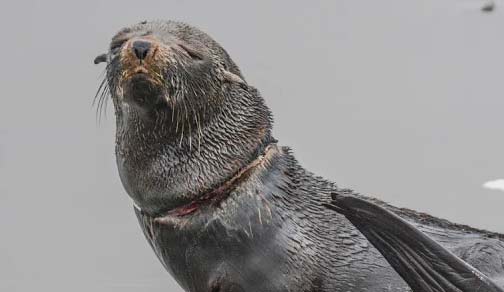 Experts Search for Fur Seal on N. Oregon Coast with Rope Stuck Around Neck