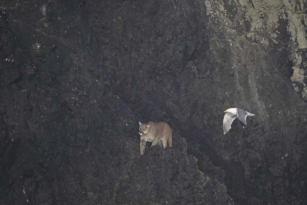 Cougar 'Standoff' on N. Oregon Coast: Officials Wait for Cat to Leave Haystack Rock / Cannon Beach
