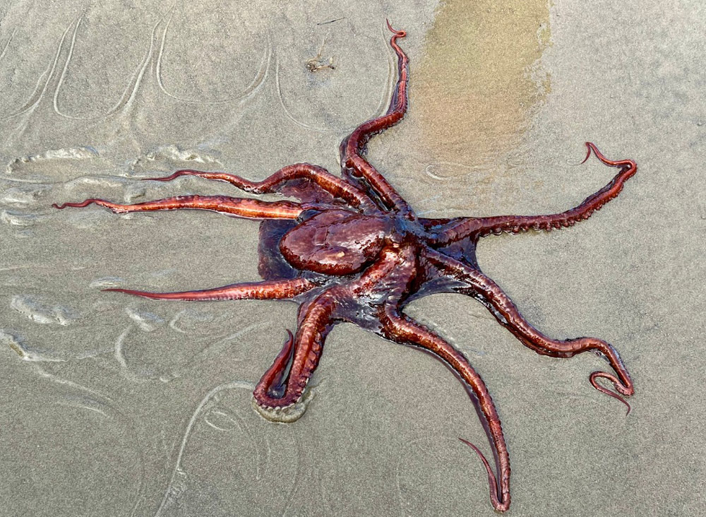Octopus Stranded, Rescued in Rare N. Oregon Coast Sighting at Cannon Beach