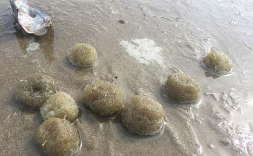 Bizarre Balls of Sea Goo on Oregon, British Columbia Beaches: What Were They? 