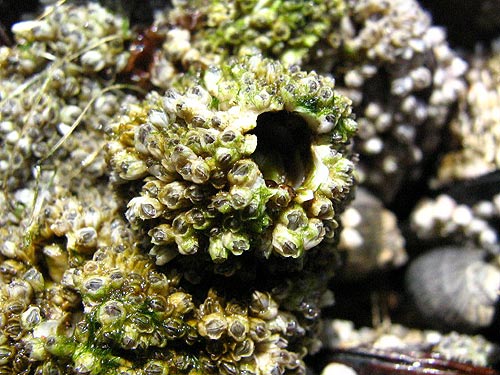 (Photo: intertidal species such as barnacles will show up at the science workshop in July