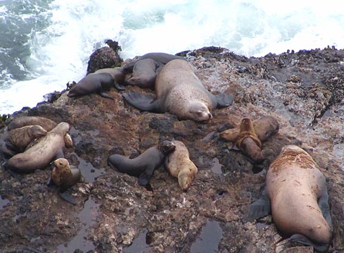 Clamming News and Seals / Sea Lions on Oregon Coast 