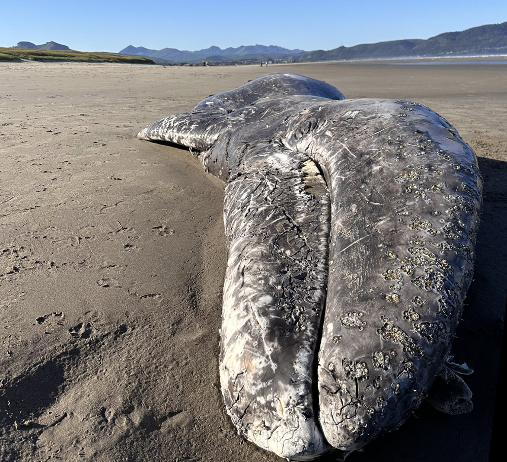 Three Other Gray Whales Killed by Orcas Found on Oregon Coast, Revealing More