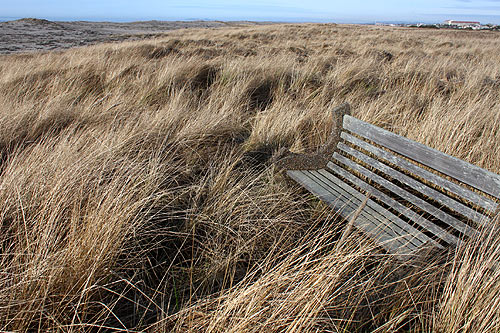 these dunes did not exist 100 years ago in Gearhart, and this bench would be in the surfline