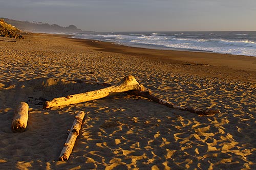 Two Oregon Coast Nature Groups Celebrate In a Big Way, Including CoastWatch 