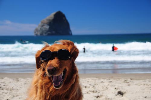 Doggy Fest and Kite Fest Greet N. Oregon Coast Visitors 