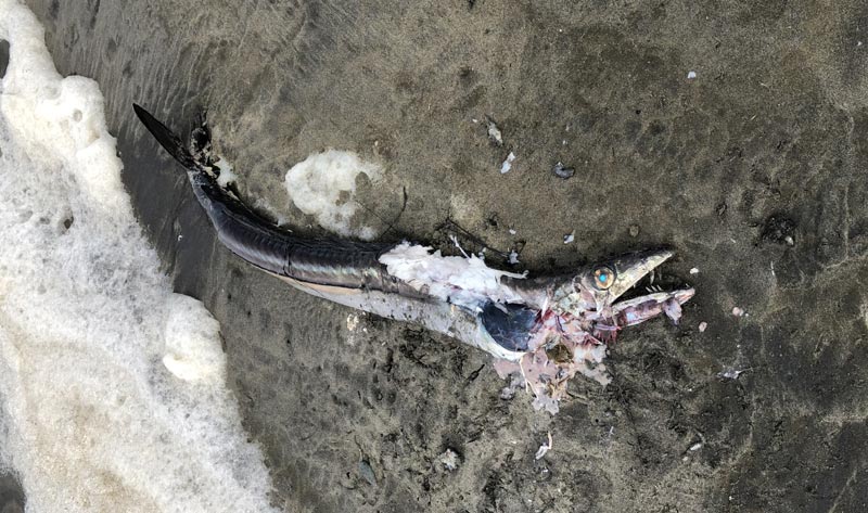 Slightly Rare, Freaky Fish Shows Up on Oregon Coast