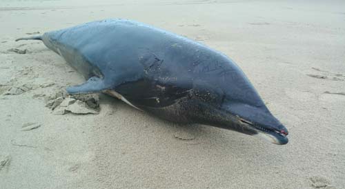 Oregon Coast Rarity: Stranded Dolphin Only Seen Four Times in 23 Years 