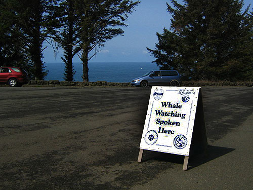 Whale Watching Week Takes Over Oregon Coast Starting Thursday 