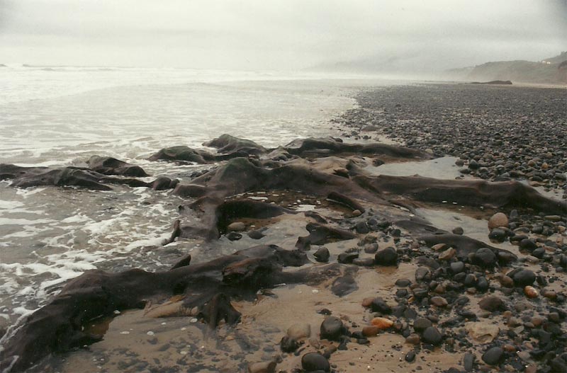 Odd Travel Tips: Ancient 'Ghostly' Finds Oregon Coast Has That No Other U.S. Beach Has 