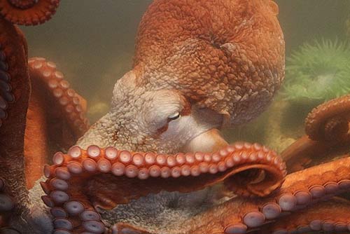 The Hatfield's octopus, Montgomery