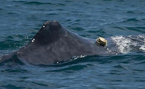 new whale tag tech, photo courtesy OSU)