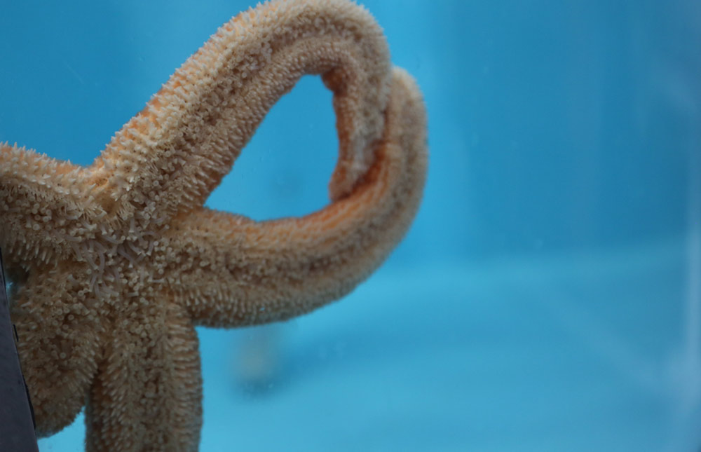 Oregon Coast Aquarium Develops Landmark Treatment for Sea Star Wasting Syndrome