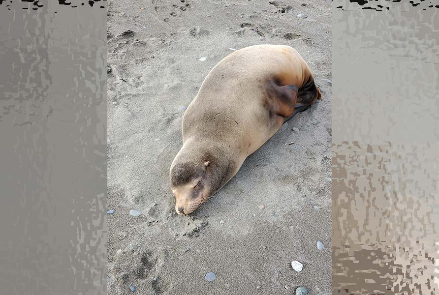 Sea Lions Sick with Leptospirosis on Oregon Coast: Keep Pets, Yourselves Away 