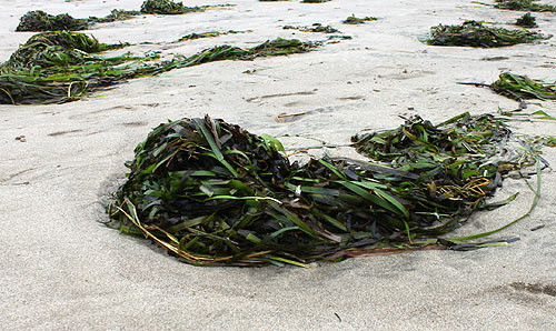Photo: bull kelp has been piling up on the coast lately