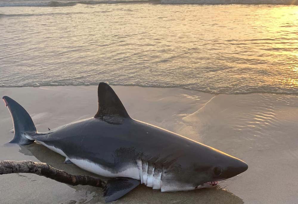 Couple Spends Half Hour Trying to Rescue Shark on N. Oregon Coast, Possibly Worked - Video