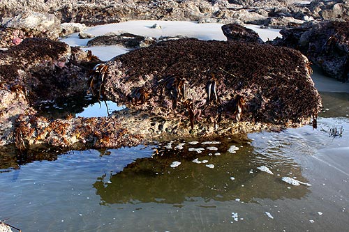 Seal Rock State Recreational Site