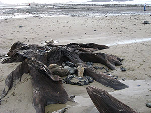 Ghost forest stump near Seal Rock
