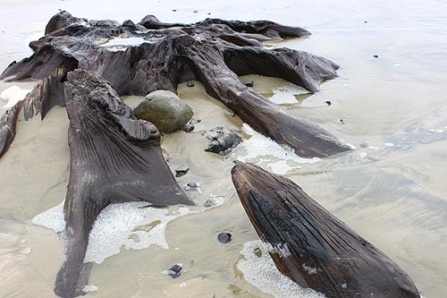 Ghost forest stump at Seal Rock, Oregon