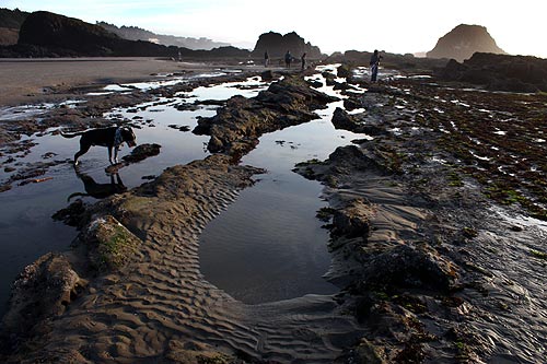 Seal Rock State Recreational Site basalt beds