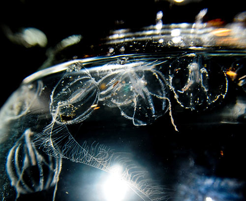 Sea gooseberry on Oregon coast, otherwise known as a comb jelly