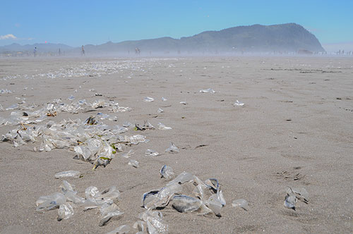 seaside_velella2.jpg