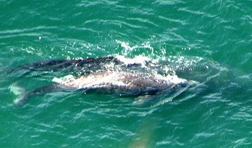 Gray whale photo courtesy Seaside Aquarium