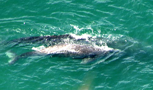 Oregon Coast Spring Break Adventures: Whales, Cleanup, Maybe Snow