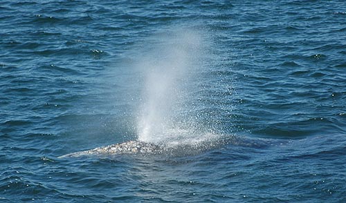 Oregon Coast Whale Watching: 6 to 20 Sightings a Day