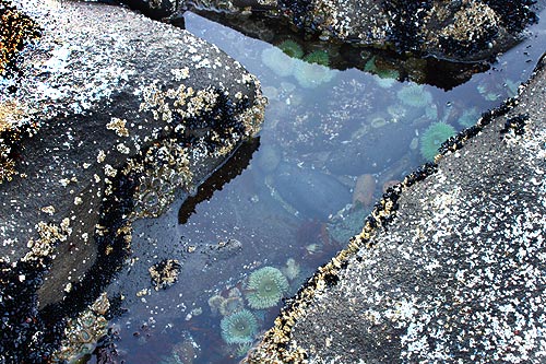 Get Ready for Starfish and More at Central Oregon Coast Tide Pool Clinics