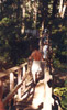 Oswald State Park Bridge