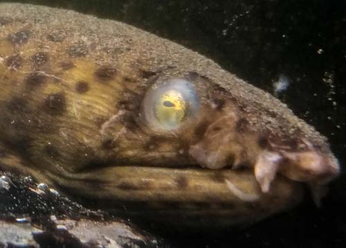 First Ever Find on Washington Coast: Oregon Crew Discovers Pacific Snake Eel 