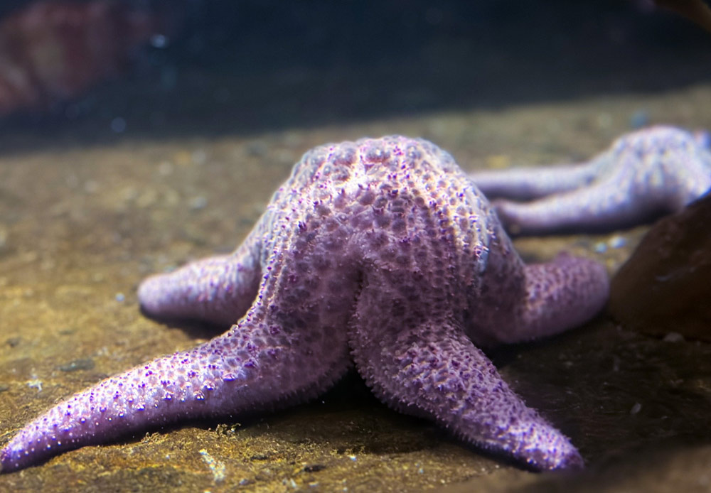 That Friend of Spongebob: Spiny Pink Sea Star Resides Along Oregon / Washington Coast