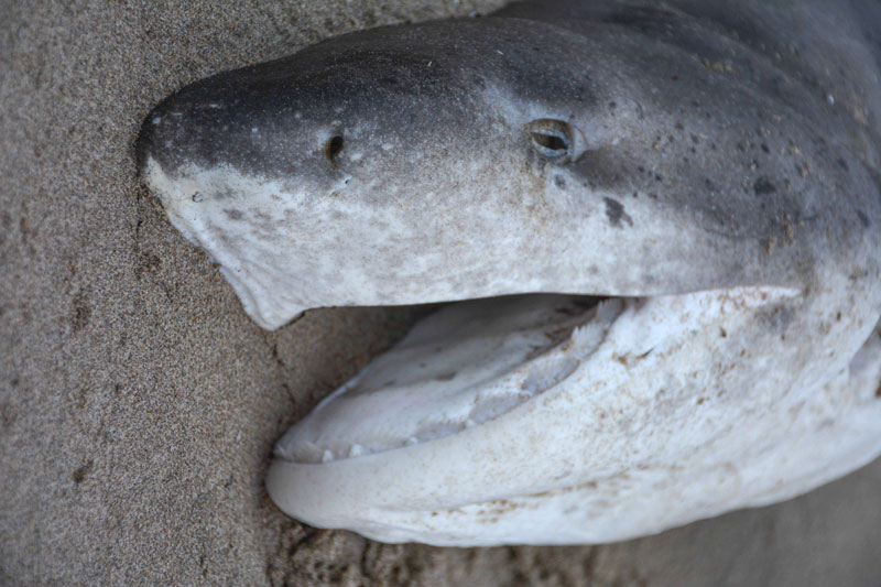 Body of Sevengill Shark Washes Up on N. Oregon Coast, Providing Education Opportunity