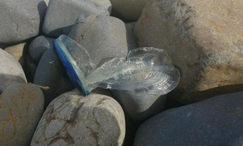 Velella Velella Return to Oregon Coast, This Time Much Larger in Size
