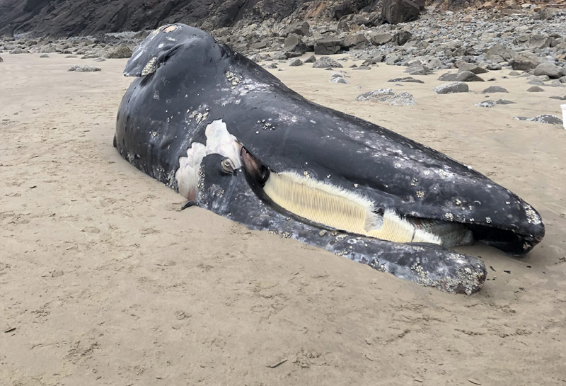 Deceased N. Oregon Coast Gray Whale Likely Tied to Larger Issue of Unusual Mortality Event 