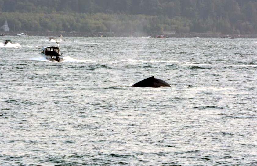 Get Ready: Feeding Frenzies and Humpbacks May Be Headed for Oregon / Washington Coast 