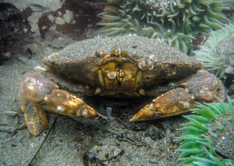 Bandon Crab Derby: Win Prizes by Crabbing on S. Oregon Coast 