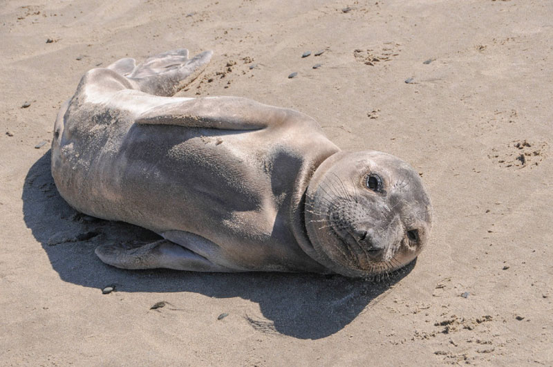 Baby Elephant Seals May Create A Giant Surprise On South Oregon Coast