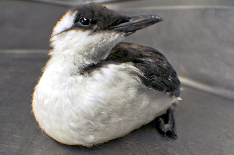 South Oregon Coast Officials: Tidepools, Birds, Wildlife Right Now 