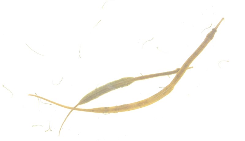 Baby bay pipefish 