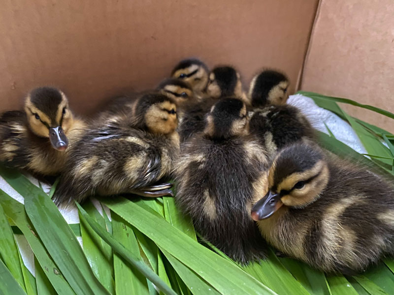 Wildlife Center on N. Oregon Coast Celebrates With Founder's Event Fundraiser