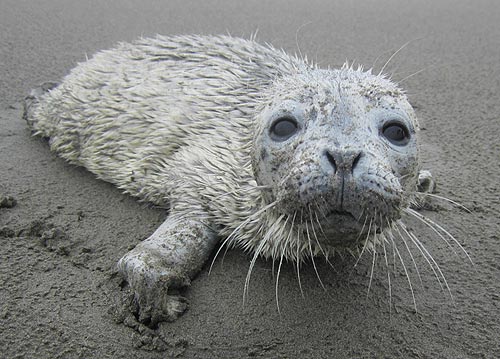 Time Again for Baby Seal Warnings on Oregon Coast
