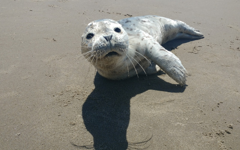 Now Is Seal Pup Season on Oregon / Washington Coast: Leave Them Alone 
