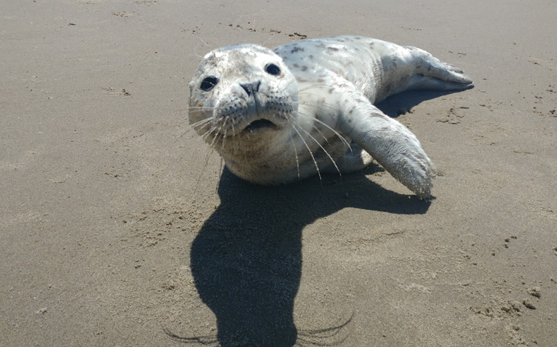 21 sea lions found dead on California coast are a mystery in an