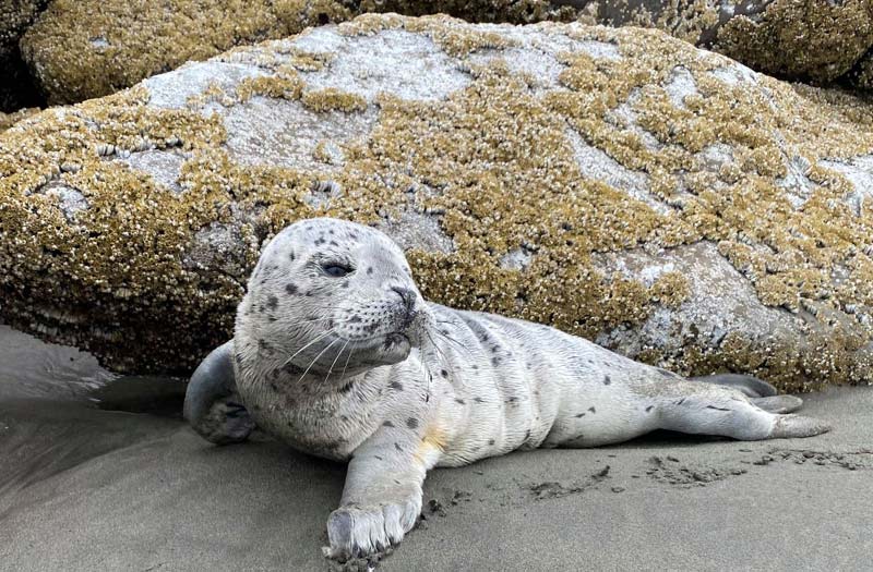 baby spotted seal