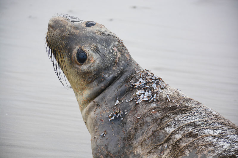 'Barnacle Bill' Seal Makes a Splash Around Oregon Coast for Two Weeks